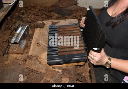 Frau, die Größe einer handgefertigten Premium-Zigarre aus den feinsten Blättern in Ybor City Tampa Florida USA überprüfen. Ca. 2017 Stockfoto