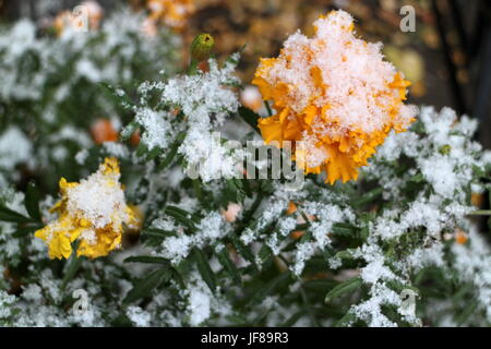 Gelbe Ringelblume im Schnee Stockfoto