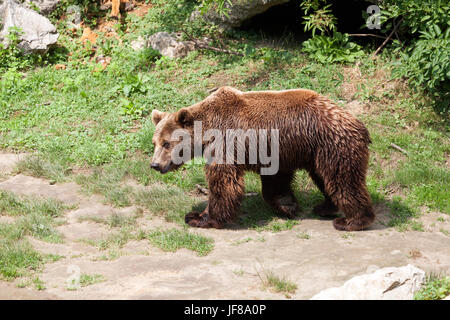 Brauner Bär kam aus seiner Höhle und an einem sonnigen Tag Stockfoto