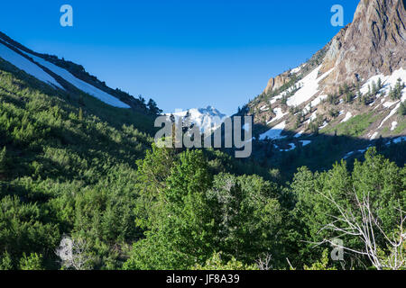 Wildblumen und sonnigen Farben im Frühjahr 2017 auf der Spur, durch McGee Creek Canyon in der östlichen Sierra Nevada Mountains, Kalifornien Stockfoto