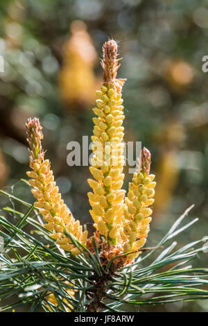 Neue Triebe der Tanne im Frühjahr gelb Stockfoto