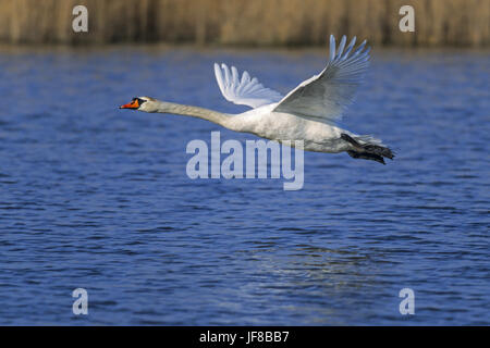 Mute swan, einer großen polnischen Cob 23 kg gewogen Stockfoto