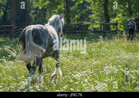 Fang von Gypsy Cob im Feld Stockfoto