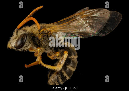 Halictus Ligatus, m, links, Zentrum Co PA 2017-04-07-1732 35309459472 o Stockfoto