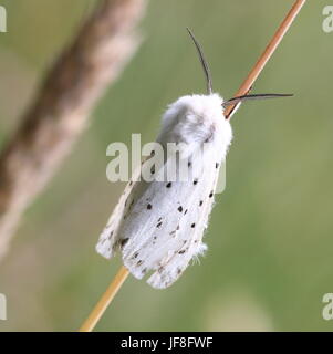 Europäische weiße Hermelin Motte (Spilosoma Lubricipeda) Stockfoto