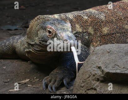 Nahaufnahme des Kopfes von einem indonesischen Komodo Drachen (Varanus Komodoensis), gegabelt Muttersprache heraus streichen, Abholung Düfte in der Luft. Stockfoto