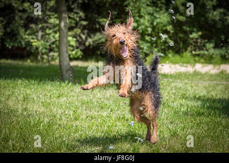 Verrückt, glücklichen Hund spielen, kämpfen mit Wasserstrahl. Welsh Terrier in einem grünen Garten Spaß mit Wassertropfen zu kämpfen. Stockfoto