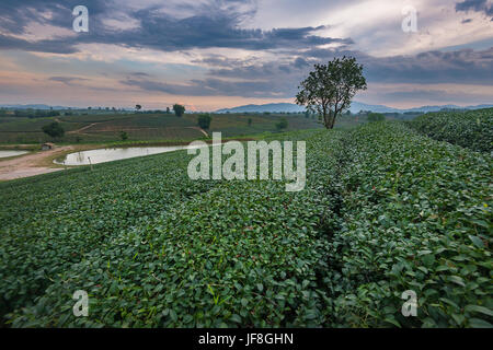 Grüner Tee-Plantage in Chiang Rai, Thailand Stockfoto