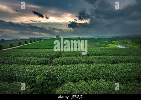 Grüner Tee-Plantage in Chiang Rai, Thailand Stockfoto