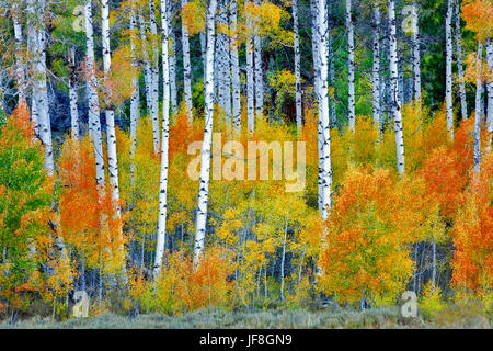 Nahaufnahme von Herbst farbige Espe Bäume. Inyo National Forest. California Stockfoto