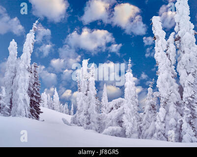 Schnee auf den Bäumen. Mt. Rainier Nationalpark, Washington Stockfoto