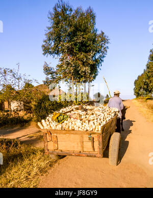 Malawische Mann geht vor Ochsenkarren mit Maiskolben geerntet vom Feld auf Feldweg durch ländliches Dorf mit traditionellen Gehäuse Stockfoto