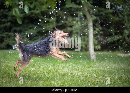 Verrückt, glücklichen Hund spielen, kämpfen mit Wasserstrahl. Welsh Terrier in einem grünen Garten Spaß mit Wassertropfen zu kämpfen. Stockfoto