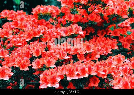 Rot blühende Schönheiten azalea Blüten Stockfoto