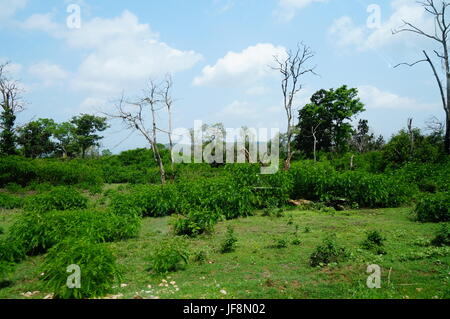 Natur Stockfoto