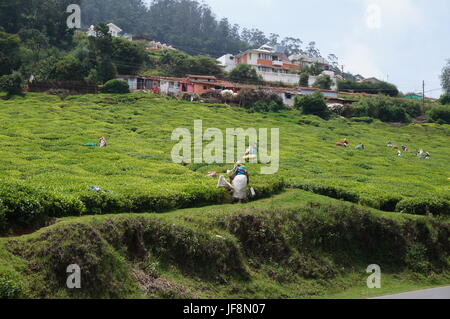 Natur Stockfoto