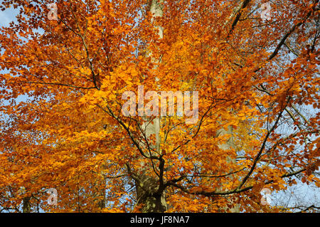 Fagus sylvatica, Buche, Blätter im Herbst Stockfoto
