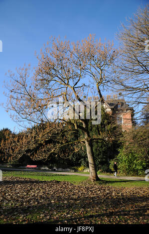 Paulownia tomentosa, Kaiserin Baum Stockfoto