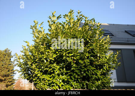 Prunus Laurocerasus, Lorbeer-Kirsche Stockfoto