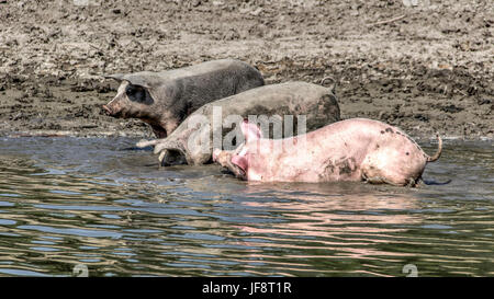 Donau, Serbien - Hausschweine Wandern an den Flussufern Abkühlung im Wasser und Nahrung suchen Stockfoto