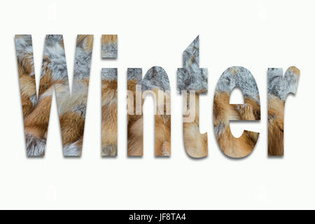 Winter Red fox Fell in einer Schrift ausgebildet Stockfoto