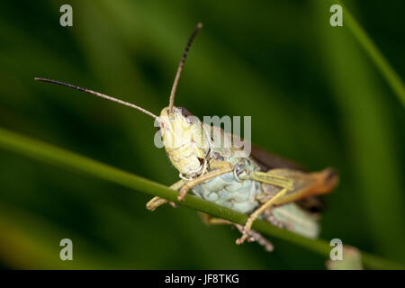 Makro Portrait der Heuschrecken von Velebit, Kroatien Stockfoto