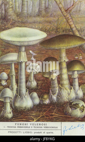 Dummkopfs Pilz / zerstörenden Engel (Amanita Verna) und Death Cap (Amanita Phalloides). Giftige Pilze. Liebig-Sammler-Karte, 1950 Stockfoto