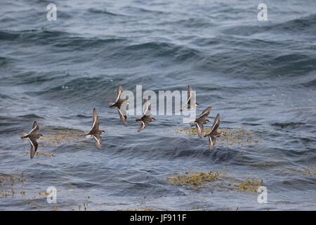 Red-necked Phalarope (Phalaropus Lobatus) Stockfoto