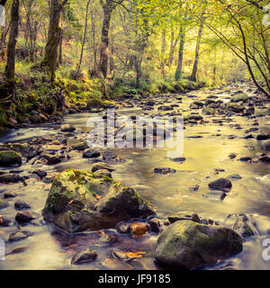 Buchenholz und Fluss. Stockfoto