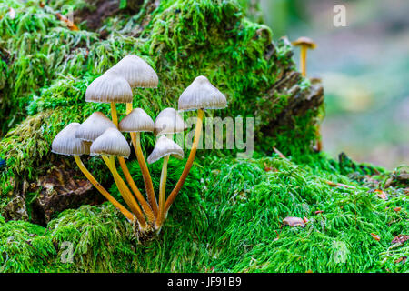 Park Pilze Pilz Pilz Birke Symbiose Wald Birkenpilz rhrling Stockfoto