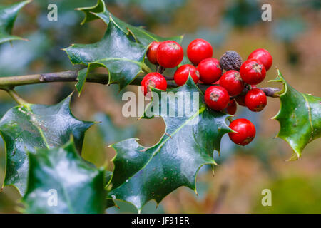 Gemeinsamen Holly mit Früchten (Ilex Aquifolium). Stockfoto