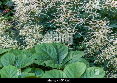 Aruncus Aethusifolius 'Sommeranfang', Rodgersia Pinnata, Blumen für schattige Teile des Gartens Stockfoto