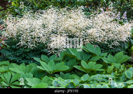 Aruncus aethusifolius ' Sommeranfang ', Rodgersia pinnata, mehrjährige Blumen Garten Stockfoto