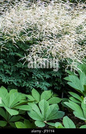 Aruncus Aethusifolius 'Sommeranfang', Rodgersia pinnata Stockfoto