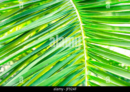Stacheligen Palmblatt Baum Textur nah bis tropischen Laub Hintergrund, Sommerurlaub, Ozean, lebendige Farben Stockfoto