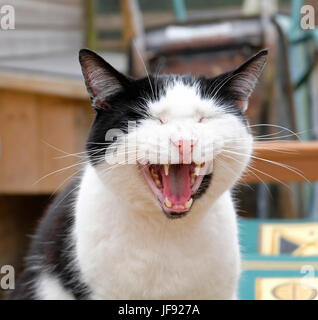 Bandit, eine Erwachsene männliche schwarze und weiße Katze Leben als ständigen Wohnsitz in einem West Sussex Animal Sanctuary Stockfoto