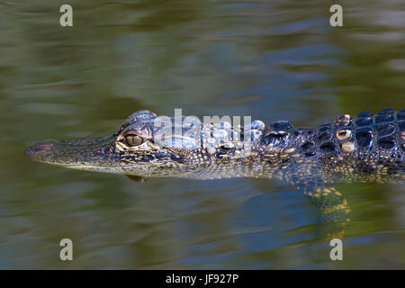 Nur ein Baby Alligator genießt das Leben in die Everglades. Es ist ein langer und harter Weg bis zum Erwachsenenalter für Baby Alligatoren. Stockfoto