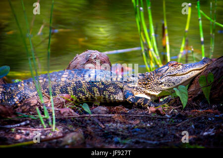 Ein Baby Alligator genießt den Sumpf Leben Sonnen an einem kleinen Teich. Stockfoto