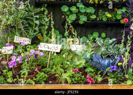 Eine kleine Kinder Gemüse container Garten mit handgeschriebenen Etiketten. Stockfoto