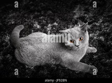 Entzückende Katze mit Ingwer orange Augen liegen auf schwarzen und weißen Teppich. Die Britisch Kurzhaar pedigreed Katze Stockfoto