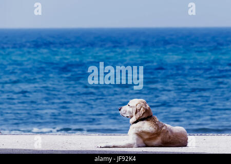 Der Golden Retriever liegt auf der Rampe Stockfoto