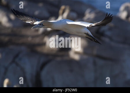 Kaptölpel (Morus capensis) Stockfoto