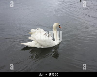 Schwan mit zwei cignets Stockfoto