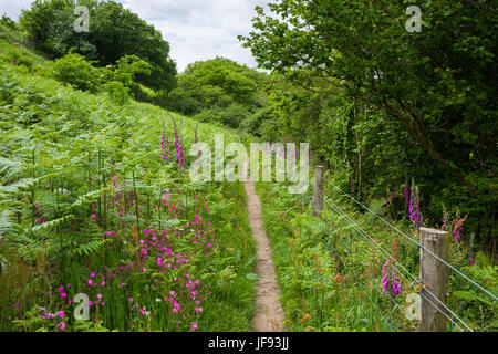 Meer Campion, gemeinsame Fingerhut und Bracken wachsen neben der South West Coast Path an Buck es Mühlen, North Devon, England. Stockfoto