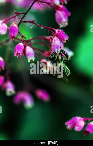 Europäische Honigbiene auf Heuchera 'Rosada' Blume Stockfoto