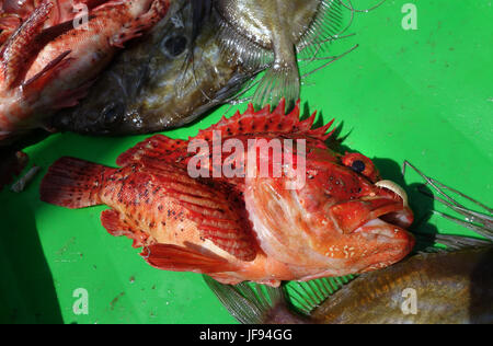 Red Snapper Fisch im Puerto de Vega in Asturien im Norden Spaniens Stockfoto