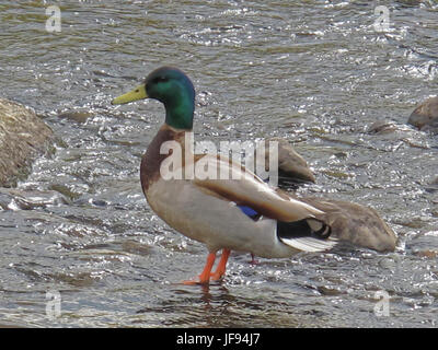 Cathkin Braes Golf Club Kurs schöne Porträt einer männlichen Stockente Drake in einem Schottischen brennen oder Stream Stockfoto