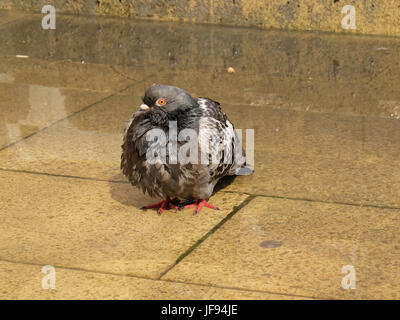 Regen-getränkten Glaswegian nassen Taube Stockfoto