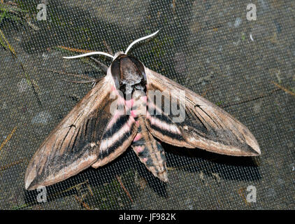 Priwet Tabakschwärmer - Sphinx ligustri eins von Britains größte Motten Stockfoto