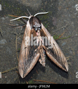Priwet Tabakschwärmer - Sphinx ligustri eins von Britains größte Motten Stockfoto